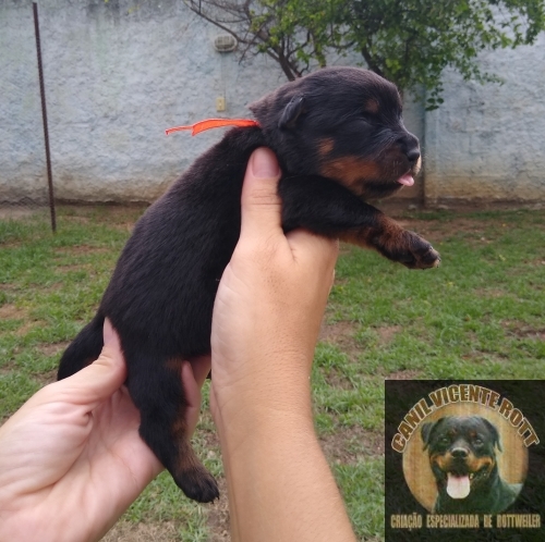 Fotos Ninhada