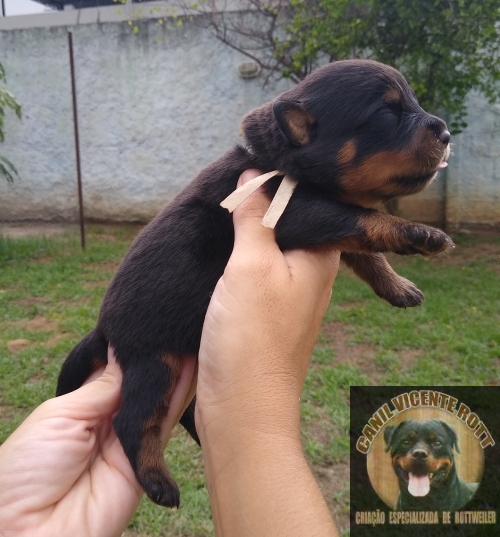 Fotos Ninhada
