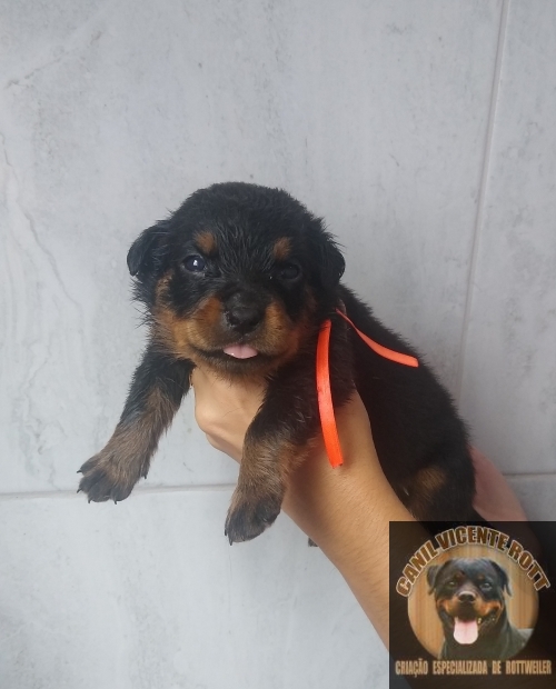 Fotos Ninhada