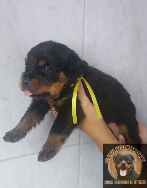 Fotos Ninhada