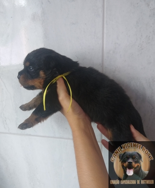 Fotos Ninhada