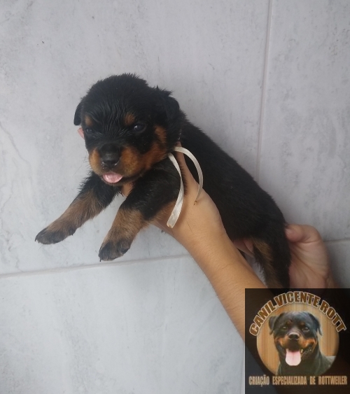 Fotos Ninhada