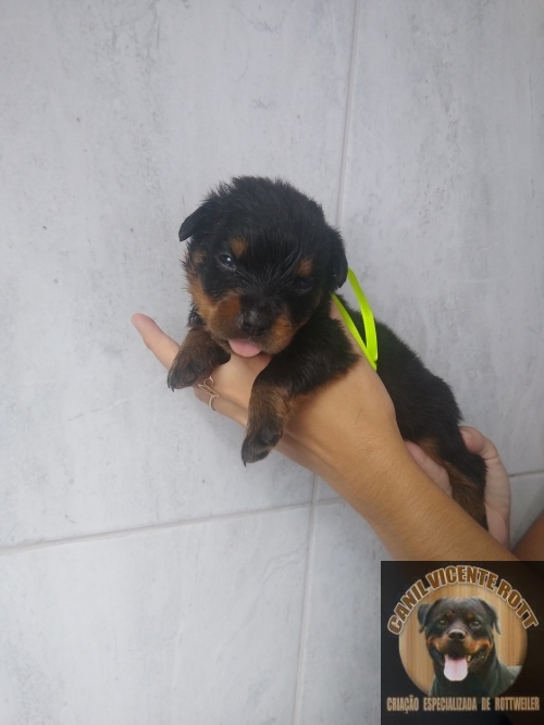 Fotos Ninhada