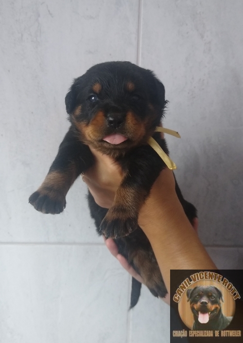 Fotos Ninhada