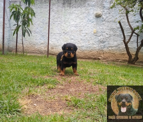 Fotos Ninhada