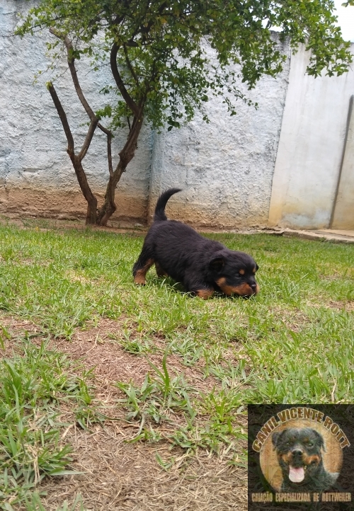 Fotos Ninhada
