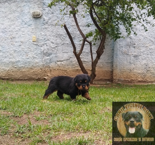 Fotos Ninhada