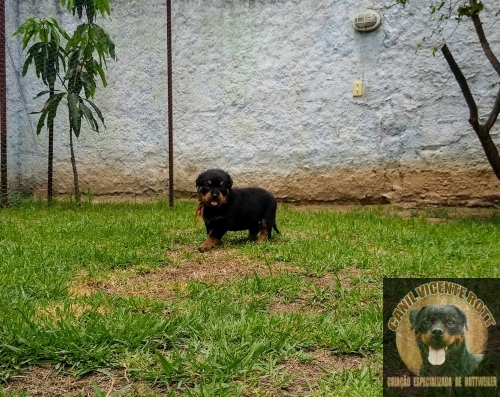 Fotos Ninhada