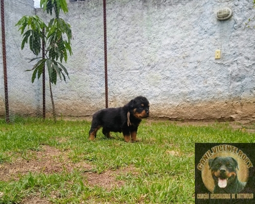 Fotos Ninhada