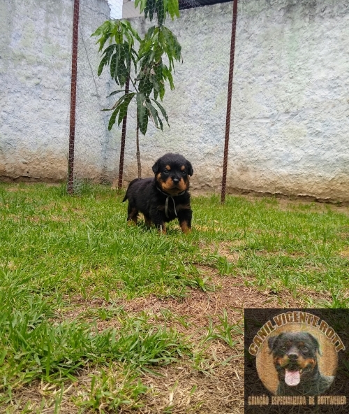Fotos Ninhada
