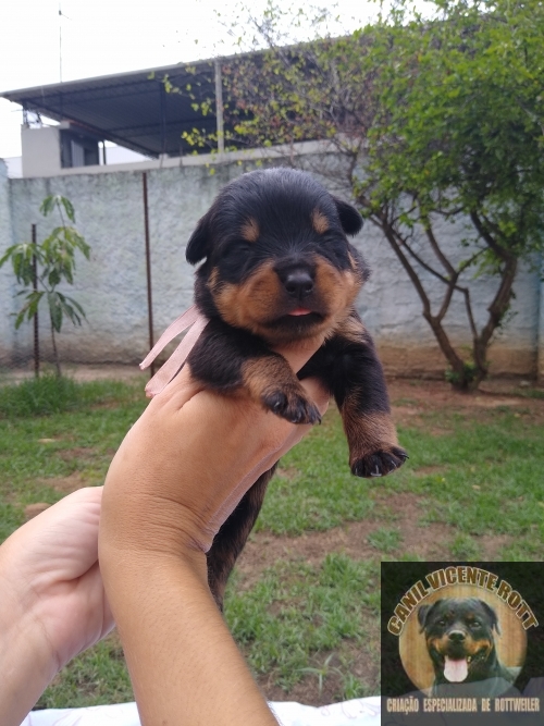 Fotos Ninhada
