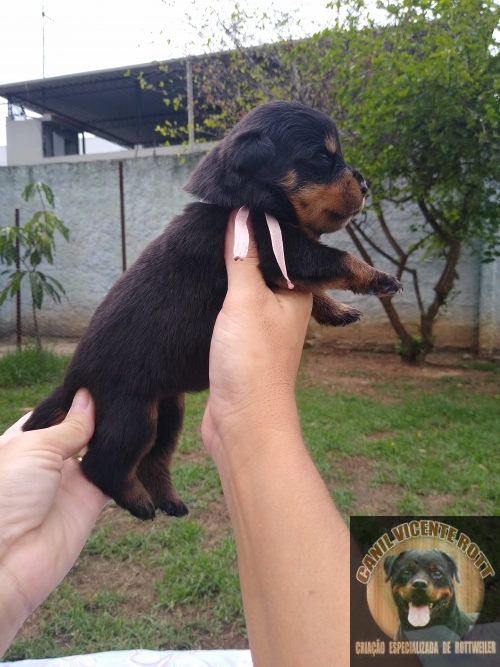 Fotos Ninhada