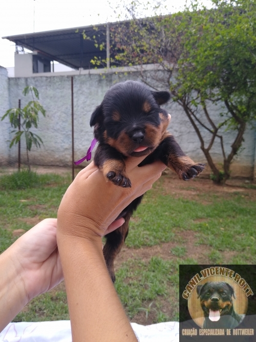 Fotos Ninhada