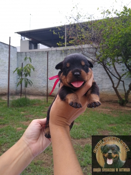 Fotos Ninhada
