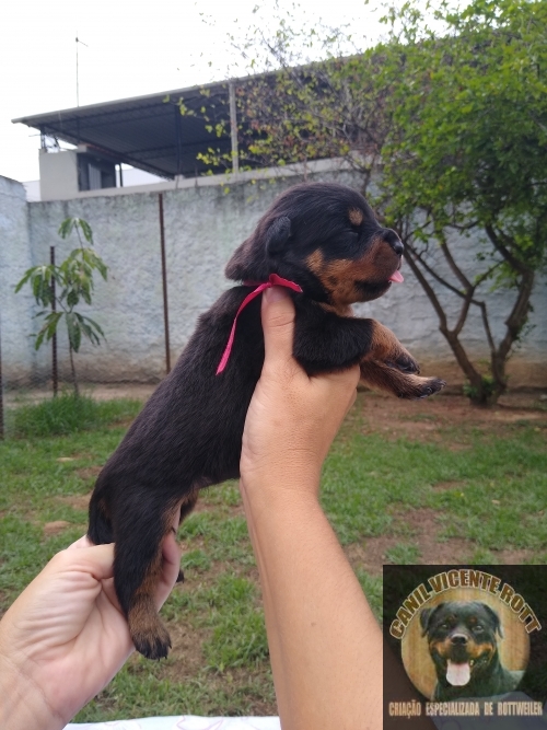 Fotos Ninhada