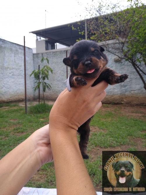 Fotos Ninhada