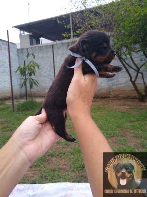 Fotos Ninhada