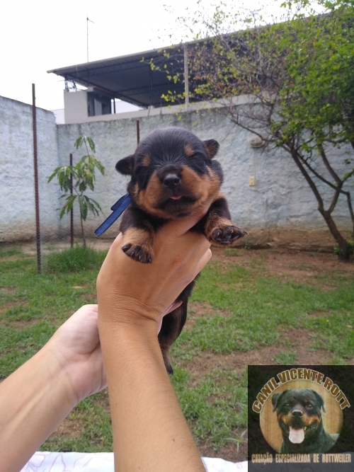 Fotos Ninhada