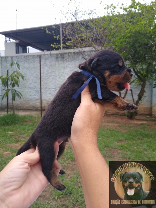 Fotos Ninhada