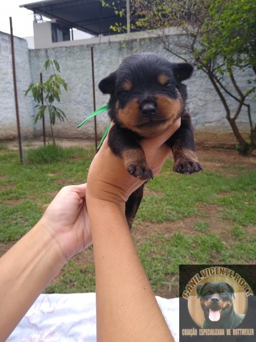 Fotos Ninhada