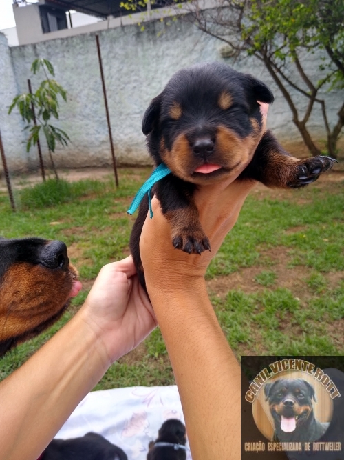 Fotos Ninhada