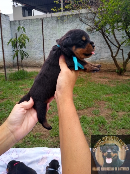 Fotos Ninhada